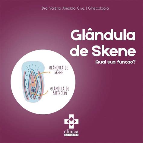 glândulas de bartholin e de skene|Glândula de Bartholin – Wikipédia, a enciclopédia livre